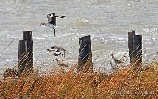 Willets On A Breakwater_31173.jpg - Willets (Tringa semipalmata) photographed along the Gulf coast near Port Lavaca, Texas, USA.